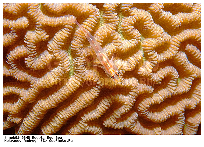 Bryaninops erythrops, Erythrops, Erythrops goby, �����, ������, ������, ����� ����, ������� ����, ��������� ���, �����������, ������, �����, ����, ������, ������ �����, ������, ������, �����, �������������, ������, �������, ����� �������, ��������, ��������, ��������, ����� ����, ������, ����������, ����������, ����������, �������, ����, �������, ������� �����, ������� ��������, ������� �����, �������, �������, ���������, ��������� ����, �����, ������������, ������������, ���������, ����������, ���������� ��� ����, ���, ���������, ��������� ����������, ���������, ���������, ���������, ��������� ����������, ���������, ��������� �����, ��������, �������, ������, �������, �������, �������, ����, ����, ��������, �������� ������, ��������, ��������, ��������, �������, �����������, �����������, �����������, �������, ����������