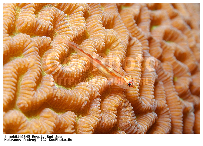 Bryaninops erythrops, Erythrops, Erythrops goby, �����, ������, ������, ����� ����, ������� ����, ��������� ���, �����������, ������, �����, ����, ������, ������ �����, ������, ������, �����, �������������, ������, �������, ����� �������, ��������, ��������, ��������, ����� ����, ������, ����������, ����������, ����������, �������, ����, �������, ������� �����, ������� ��������, ������� �����, �������, �������, ���������, ��������� ����, �����, ������������, ������������, ���������, ����������, ���������� ��� ����, ���, ���������, ��������� ����������, ���������, ���������, ���������, ��������� ����������, ���������, ��������� �����, ��������, �������, ������, �������, �������, �������, ����, ����, ��������, �������� ������, ��������, ��������, ��������, �������, �����������, �����������, �����������, �������, ����������