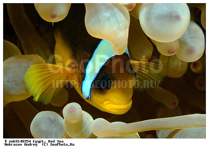 Amphiprion bicinctus, �����, ������, ������, ��������, ����� ����, ������� ����, �������� ����, ����, �������������, ��������� ���, �������������, ���� �����, ����-������, ��������, �����������, �������, ���������, ������, ������, ����, ������, ������ �����, ������, ������, �����, �������������, ������, �������, ����� �������, ��������, ��������, ��������, ����� ����, �����, ������, ����������, ����������, ����������, �������, ����, �������, ������� �����, ������� ��������, ������� �����, �������, �������, ���������, ��������� ����, �����, ������������, ������������, ���������, ����������, ���������� ��� ����, ���, ���������, ��������� ����������, ���������, ���������, ���������, ��������� ����������, ���������, ��������� �����, �������, �������, �������, �������, ����, ����-�����, ����, ����-������, ��������, ��������, �������, �����������, �����������, �����������, ����������, �������, �������, ������, �������, ����-�����, ���� �����, ����-�����, ���� �����, ��������, ��������, ����, ����, XYZ, �������������, ������� ����, Pomacentridae, ���������� ����-�����, ����������� �����, ������������� ����������� �����, ������������� ���� �����, ���������� ���������, Amphiprion bicinctus