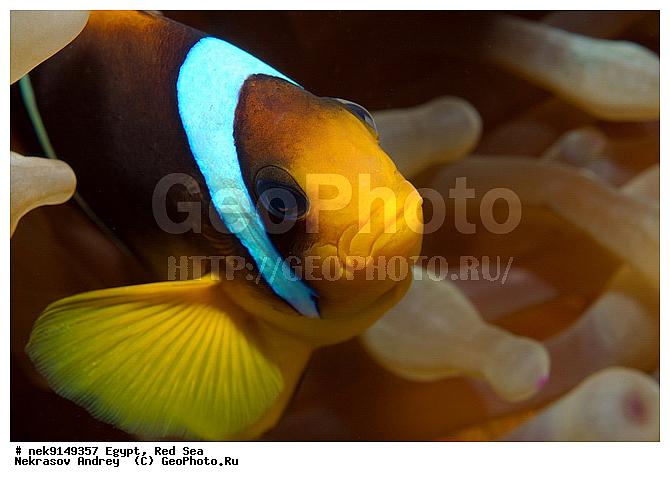 Amphiprion bicinctus, �����, ������, ������, ��������, ����� ����, ������� ����, �������� ����, ����, �������������, ��������� ���, �������������, ���� �����, ����-������, ��������, �����������, �������, ���������, ������, ������, ����, ������, ������ �����, ������, ������, �����, �������������, ������, �������, ����� �������, ��������, ��������, ��������, ����� ����, �����, ������, ����������, ����������, ����������, �������, ����, �������, ������� �����, ������� ��������, ������� �����, �������, �������, ���������, ��������� ����, �����, ������������, ������������, ���������, ����������, ���������� ��� ����, ���, ���������, ��������� ����������, ���������, ���������, ���������, ��������� ����������, ���������, ��������� �����, �������, �������, �������, �������, ����, ����-�����, ����, ����-������, ��������, ��������, �������, �����������, �����������, �����������, ����������, �������, �������, ������, �������, ����-�����, ���� �����, ����-�����, ���� �����, ��������, ��������, ����, ����, XYZ, �������������, ������� ����, Pomacentridae, ���������� ����-�����, ����������� �����, ������������� ����������� �����, ������������� ���� �����, ���������� ���������, Amphiprion bicinctus