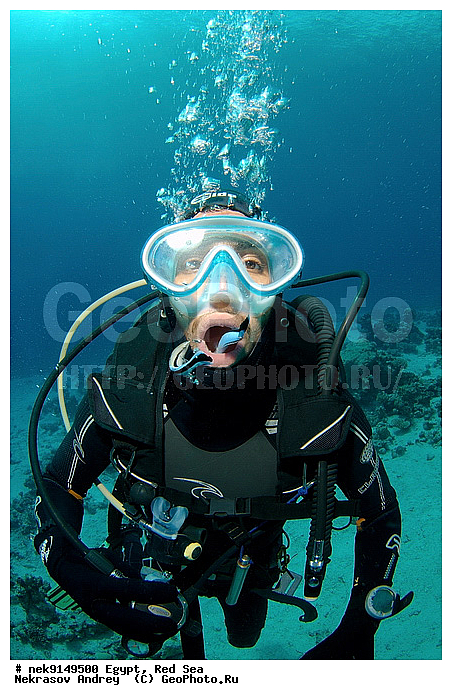 Actinopterygii, Labroide, Labroides, Labroides dimidiatus, Perciformes, ���������, �������, �����, ������, ����� ����, ������� ����, ��������� ���, ����-�����������, �����������, ������, ����, ������, ������ �����, ������, ������, �����, �������, �������������, �����, ������, �������, ����� �������, ��������, ��������, ��������, ����� ����, ����������, ����������, ����������, �������, ����, �������, ������� �����, ������� ��������, ������� �����, �������, �������, ���������, ��������� ����, �����, ������������, ������������, ���������, �������, ����������, ���������� ��� ����, ���, ���������, ��������� ����������, ���������, ���������, ���������, ��������� ����������, ���������, ��������� �����, �������, �������, �������, �������, ����, ���, ����, ����-����������, ��������, ��������, �������, �����������, �����������, �����������, ����������, �������, �����������, ���, ����, ����, ������� � ��������� ���, ������� � �������