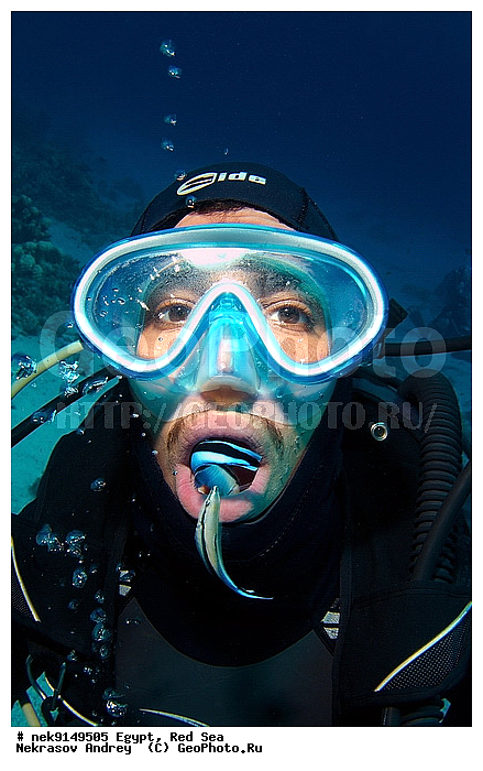 Actinopterygii, Labroide, Labroides, Labroides dimidiatus, Perciformes, ���������, �������, �����, ������, ����� ����, ������� ����, ��������� ���, ����-�����������, �����������, ������, ����, ������, ������ �����, ������, ������, �����, �������, �������������, �����, ������, �������, ����� �������, ��������, ��������, ��������, ����� ����, ����������, ����������, ����������, �������, ����, �������, ������� �����, ������� ��������, ������� �����, �������, �������, ���������, ��������� ����, �����, ������������, ������������, ���������, �������, ����������, ���������� ��� ����, ���, ���������, ��������� ����������, ���������, ���������, ���������, ��������� ����������, ���������, ��������� �����, �������, �������, �������, �������, ����, ���, ����, ����-����������, ��������, ��������, �������, �����������, �����������, �����������, ����������, �������, �����������, ���, ����, ����, ������� � ��������� ���, ������� � �������