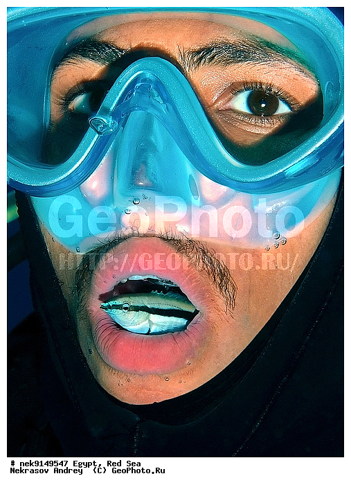 Actinopterygii, Labroide, Labroides, Labroides dimidiatus, Perciformes, ���������, �������, �����, ������, ����� ����, ������� ����, ��������� ���, ����-�����������, �����������, ������, ����, ������, ������ �����, ������, ������, �����, �������, �������������, �����, ������, �������, ����� �������, ��������, ��������, ��������, ����� ����, ����������, ����������, ����������, �������, ����, �������, ������� �����, ������� ��������, ������� �����, �������, �������, ���������, ��������� ����, �����, ������������, ������������, ���������, �������, ����������, ���������� ��� ����, ���, ���������, ��������� ����������, ���������, ���������, ���������, ��������� ����������, ���������, ��������� �����, �������, �������, �������, �������, ����, ���, ����, ����-����������, ��������, ��������, �������, �����������, �����������, �����������, ����������, �������, �����������, ������� � ��������� ���, ������� � �������