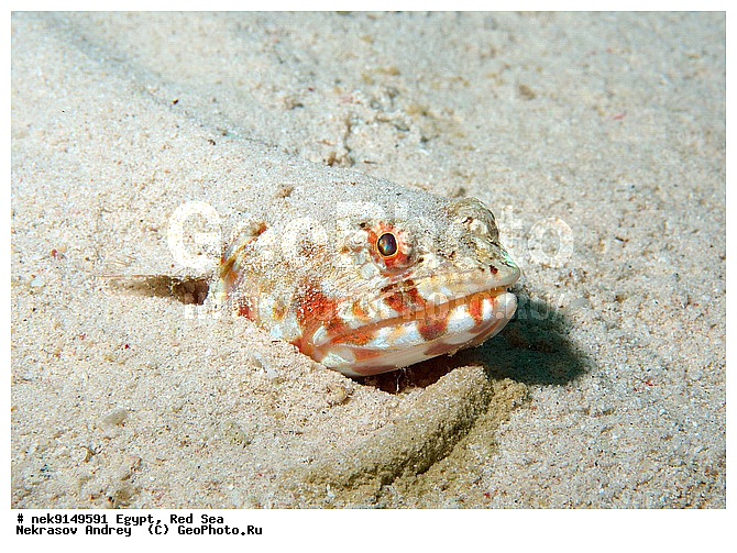 Synodus variegatus, �����, ������, ������, ����� ����, ������� ����, ������� ����������, ��������� ���, �����������, ������, ����, ������, ������ �����, ������, ������, �����, �������������, ������, �������, ����� �������, ��������, ��������, ��������, ����� ����, ����������, ����������, ����������, �������, ����, �������, ������� �����, ������� ��������, ������� �����, �������, �������, ���������, ��������� ����, �����, ������������, ������������, ���������, ����������, ���������� ��� ����, ���, ���������, ��������� ����������, ���������, ���������, ���������, ��������� ����������, ���������, ��������� �����, �������, �������, �������, �������, ����, ����, ��������, ��������, �������, �����������, �����������, �����������, ����������, ����������