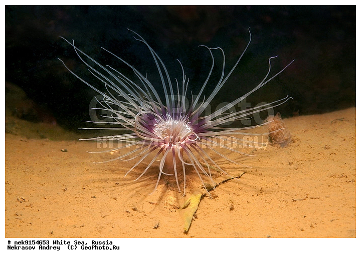 Cerianthus lloydii, ice-diving, icediving, �������, �����������, �����������, �����������, �����������, ����� ����, ����������, ����������, ����������, �������, ����������, ��������� ���, �������� ����, ������, �������, ������, �������, ������, ������ ����, ��������, ����, ������, ������, �����, ������, �������, �������, ����� �������, ��������, ��������, ����� ����, ���������, ����, ����, �����, �����������, �����, ��������, ������� �����, �������, �������, ���������, ��������� ����, ���������, �����, ����������, ���������� ��� ����, ���, ���������, ��������� �����������, ��������� ����������, ���������, ���������, ���������, ��������� ����������, ���������, ��������� �����, ��� �����, ��������, ��������, ��������, ����������, ������, ��������, ��������, ��������, ������, �������, �������, ������, �������, �������� ����, ����������� ����, ����� ����, �����������, �����������, ����� ����