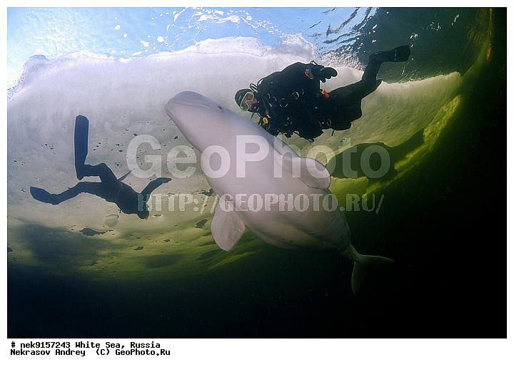 Cetacea, Delphinapterus, Delphinapterus leucas, Delphinidae, ICE diving, Monodontidae, Odontoceti, ice-diving, icediving, �������, �����������, �����������, �����������, �����������, ����� ����, ������, ������, ������������, ��������, ����������, ����������, ����������, ������������� �����, �������, ������������, �������������, ������� �������������, ����������, ��������� ���, �����������, ������, ������� �����, ��������, ��������, �����������, ������������, �������, ������, ������ ����, �����, �����, ��������, ����, ������, ������, ������, �����, ������, �������, ������, �������, �������, ��������, ����� �������, ��������, ����� ���������, ����� ����, ���������, ����, ����, ���, ����, ����, ���, �������, ����������, ����������, ������, �������, �������, �������, �������, �����, ������, �����, ����, �����, ����, ������� �����, �������, ������� �������������, �������, ������, ���������, ��������� ����, ���������, ������, ��������, ����������, ���������� ��� ����, ���, ���������, ��������� ����������, ���������, ���������, ��������� ��������, ���������, ��������� ����������, ���������, ��������� �����, ��� �����, ���������, ���������, ��������� ��������, ���������, ���������, ��������� �������, ����������, ���������, ��������, ��������, ����������, �����������, �����������, �����, ������, ��������, ��������, ��������, ������, �����, ����, �������, �����, �����, ������, ������, �������, ������� � ��������� ���, ������� � �������, ������� �������������, ������� �������������, ������� �����, XYZ, ����������, Monodontidae, ������, Delphinapterus leucas, ������� �������������, ������� �������������, ������� �����, XYZ, ����������, Monodontidae, ������, Delphinapterus leucas, �������� ����, ����������� ����, ����� ����, �����������, �����������, ����� ����