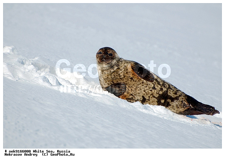 ICE diving, Phoca hispida, Schreber, ice-diving, icediving, �������, �����������, �����������, �����������, �����������, ����� ����, ����� ���� , ��������, ����������, ����������, ����������, ������������� �����, �������, ��������� �����, ����������, �������������, ������� �������������, ��������� ������, �����, ����������, ������������ ������, ��������� ���, ������� �����, ������, ������, ��������, �����������, ������������, �����, �����, �����, ����, ������, ������ �������������, ������, ������, �����, �������, ��������, ��������, ���������, ����, ���, �������, ����������, ����������, ������, �������, �������, �������, �������, ������, �����, ����, �������������, ����, ������� ��������, ������� �������������, �����, ������, ��������, ���, ���������, ���������, ���������, ���������, ���������, ���������, ���������, ���������, ��������� �������, ����������, ���������, ��������, �����������, �����������, �����, ������, ��������, ��������, ��������, ������, ����, �������, ������, ������, ������, ������� �������������, ������� �������������, ������� �����, XYZ, ��������� ������, Phocidae, ��������� �����, ��������� ������, �����, Pusa hispida, ������� �������������, ������� �������������, ������� �����, XYZ, ��������� ������, Phocidae, ��������� �����, ��������� ������, �����, Pusa hispida, �������� ����, ����������� ����, ����� ����, �����������, �����������, ����� ����