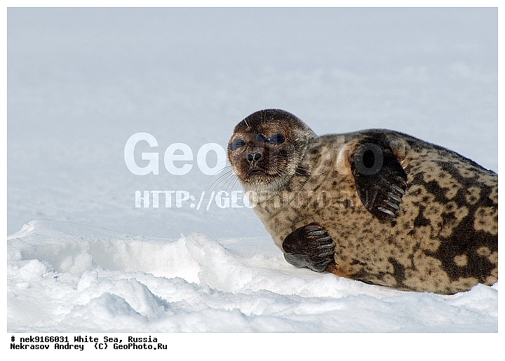 ICE diving, Phoca hispida, Schreber, ice-diving, icediving, �������, �����������, �����������, �����������, �����������, ����� ����, ����� ���� , ��������, ����������, ����������, ����������, ������������� �����, �������, ��������� �����, ����������, �������������, ������� �������������, ��������� ������, �����, ����������, ������������ ������, ��������� ���, ������� �����, ������, ������, ��������, �����������, ������������, �����, �����, �����, ����, ������, ������ �������������, ������, ������, �����, �������, ��������, ��������, ���������, ����, ���, �������, ����������, ����������, ������, �������, �������, �������, �������, ������, �����, ����, �������������, ����, ������� ��������, ������� �������������, �����, ������, ��������, ���, ���������, ���������, ���������, ���������, ���������, ���������, ���������, ���������, ��������� �������, ����������, ���������, ��������, �����������, �����������, �����, ������, ��������, ��������, ��������, ������, ����, �������, ������, ������, ������, ������� �������������, ������� �������������, ������� �����, XYZ, ��������� ������, Phocidae, ��������� �����, ��������� ������, �����, Pusa hispida, ������� �������������, ������� �������������, ������� �����, XYZ, ��������� ������, Phocidae, ��������� �����, ��������� ������, �����, Pusa hispida, �������� ����, ����������� ����, ����� ����, �����������, �����������, ����� ����