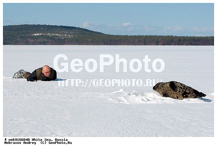 ICE diving, Phoca hispida, Schreber, ice-diving, icediving, �������, �����������, �����������, �����������, �����������, ����� ����, ����� ���� , ��������, ����������, ����������, ����������, ������������� �����, �������, ��������� �����, ����������, �������������, ������� �������������, ��������� ������, �����, ����������, ������������ ������, ��������� ���, ������� �����, ������, ������, ��������, �����������, ������������, �����, �����, �����, ����, ������, ������ �������������, ������, ������, �����, �������, ��������, ��������, ���������, ����, ���, �������, ����������, ����������, ������, �������, �������, �������, �������, ������, �����, ����, �������������, ����, ������� ��������, ������� �������������, �����, ������, ��������, ���, ���������, ���������, ���������, ���������, ���������, ���������, ���������, ���������, ��������� �������, ����������, ���������, ��������, �����������, �����������, �����, ������, ��������, ��������, ��������, ������, ����, �������, ������, ������, ������, ������� � ��������� ���, ������� � �������, ������� �������������, ������� �������������, ������� �����, XYZ, ��������� ������, Phocidae, ��������� �����, ��������� ������, �����, Pusa hispida, ������� �������������, ������� �������������, ������� �����, XYZ, ��������� ������, Phocidae, ��������� �����, ��������� ������, �����, Pusa hispida, �������� ����, ����������� ����, ����� ����, �����������, �����������, ����� ����