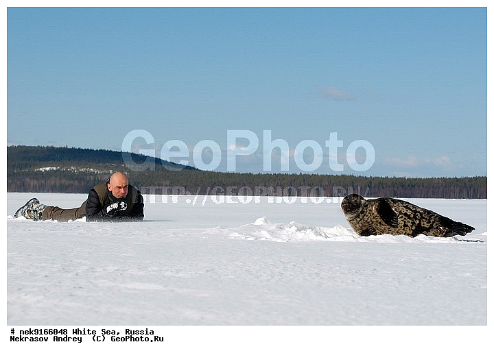 ICE diving, Phoca hispida, Schreber, ice-diving, icediving, �������, �����������, �����������, �����������, �����������, ����� ����, ����� ���� , ��������, ����������, ����������, ����������, ������������� �����, �������, ��������� �����, ����������, �������������, ������� �������������, ��������� ������, �����, ����������, ������������ ������, ��������� ���, ������� �����, ������, ������, ��������, �����������, ������������, �����, �����, �����, ����, ������, ������ �������������, ������, ������, �����, �������, ��������, ��������, ���������, ����, ���, �������, ����������, ����������, ������, �������, �������, �������, �������, ������, �����, ����, �������������, ����, ������� ��������, ������� �������������, �����, ������, ��������, ���, ���������, ���������, ���������, ���������, ���������, ���������, ���������, ���������, ��������� �������, ����������, ���������, ��������, �����������, �����������, �����, ������, ��������, ��������, ��������, ������, ����, �������, ������, ������, ������, ������� � ��������� ���, ������� � �������, ������� �������������, ������� �������������, ������� �����, XYZ, ��������� ������, Phocidae, ��������� �����, ��������� ������, �����, Pusa hispida, ������� �������������, ������� �������������, ������� �����, XYZ, ��������� ������, Phocidae, ��������� �����, ��������� ������, �����, Pusa hispida, �������� ����, ����������� ����, ����� ����, �����������, �����������, ����� ����