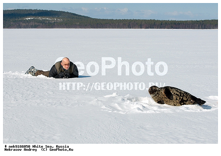 ICE diving, Phoca hispida, Schreber, ice-diving, icediving, �������, �����������, �����������, �����������, �����������, ����� ����, ����� ���� , ��������, ����������, ����������, ����������, ������������� �����, �������, ��������� �����, ����������, �������������, ������� �������������, ��������� ������, �����, ����������, ������������ ������, ��������� ���, ������� �����, ������, ������, ��������, �����������, ������������, �����, �����, �����, ����, ������, ������ �������������, ������, ������, �����, �������, ��������, ��������, ���������, ����, ���, �������, ����������, ����������, ������, �������, �������, �������, �������, ������, �����, ����, �������������, ����, ������� ��������, ������� �������������, �����, ������, ��������, ���, ���������, ���������, ���������, ���������, ���������, ���������, ���������, ���������, ��������� �������, ����������, ���������, ��������, �����������, �����������, �����, ������, ��������, ��������, ��������, ������, ����, �������, ������, ������, ������, ������� � ��������� ���, ������� � �������, ������� �������������, ������� �������������, ������� �����, XYZ, ��������� ������, Phocidae, ��������� �����, ��������� ������, �����, Pusa hispida, ������� �������������, ������� �������������, ������� �����, XYZ, ��������� ������, Phocidae, ��������� �����, ��������� ������, �����, Pusa hispida, �������� ����, ����������� ����, ����� ����, �����������, �����������, ����� ����