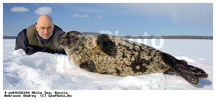 ICE diving, Phoca hispida, Schreber, ice-diving, icediving, �������, �����������, �����������, �����������, �����������, ����� ����, ����� ���� , ��������, ����������, ����������, ����������, ������������� �����, �������, ��������� �����, ����������, �������������, ������� �������������, ��������� ������, �����, ����������, ������������ ������, ��������� ���, ������� �����, ������, ������, ��������, �����������, ������������, �����, �����, �����, ����, ������, ������ �������������, ������, ������, �����, �������, ��������, ��������, ���������, ����, ���, �������, ����������, ����������, ������, �������, �������, �������, �������, ������, �����, ����, �������������, ����, ������� ��������, ������� �������������, �����, ������, ��������, ���, ���������, ���������, ���������, ���������, ���������, ���������, ���������, ���������, ��������� �������, ����������, ���������, ��������, �����������, �����������, �����, ������, ��������, ��������, ��������, ������, ����, �������, ������, ������, ������, ������� � ��������� ���, ������� � �������, ������� �������������, ������� �������������, ������� �����, XYZ, ��������� ������, Phocidae, ��������� �����, ��������� ������, �����, Pusa hispida, ������� �������������, ������� �������������, ������� �����, XYZ, ��������� ������, Phocidae, ��������� �����, ��������� ������, �����, Pusa hispida, �������� ����, ����������� ����, ����� ����, �����������, �����������, ����� ����