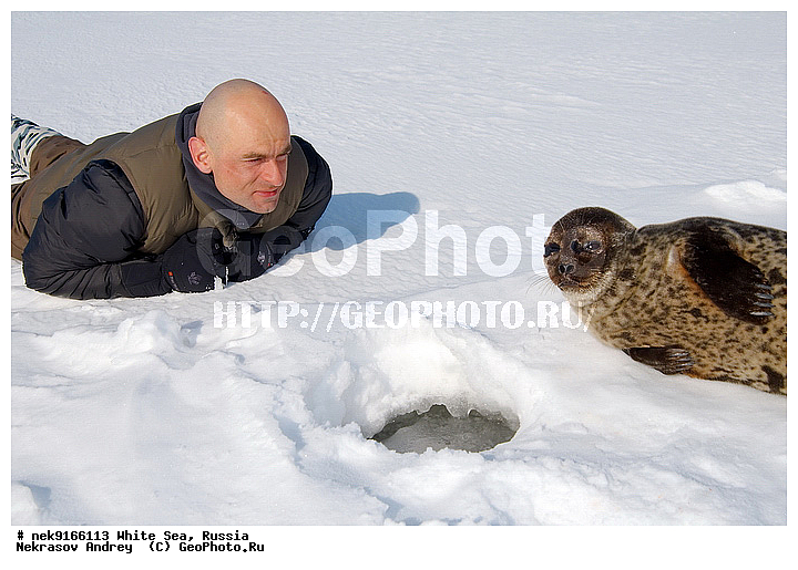 ICE diving, Phoca hispida, Schreber, ice-diving, icediving, �������, �����������, �����������, �����������, �����������, ����� ����, ����� ���� , ��������, ����������, ����������, ����������, ������������� �����, �������, ��������� �����, ����������, �������������, ������� �������������, ��������� ������, �����, ����������, ������������ ������, ��������� ���, ������� �����, ������, ������, ��������, �����������, ������������, �����, �����, �����, ����, ������, ������ �������������, ������, ������, �����, �������, ��������, ��������, ���������, ����, ���, �������, ����������, ����������, ������, �������, �������, �������, �������, ������, �����, ����, �������������, ����, ������� ��������, ������� �������������, �����, ������, ��������, ���, ���������, ���������, ���������, ���������, ��������, ���������, ���������, ���������, ���������, ��������� �������, ����������, ���������, ��������, �����������, �����������, �����, ������, ��������, ��������, ��������, ������, ����, �������, ������, ������, ������, ������� � ��������� ���, ������� � �������, ������� �������������, ������� �������������, ������� �����, XYZ, ��������� ������, Phocidae, ��������� �����, ��������� ������, �����, Pusa hispida, ������� �������������, ������� �������������, ������� �����, XYZ, ��������� ������, Phocidae, ��������� �����, ��������� ������, �����, Pusa hispida, �������� ����, ����������� ����, ����� ����, �����������, �����������, ����� ����