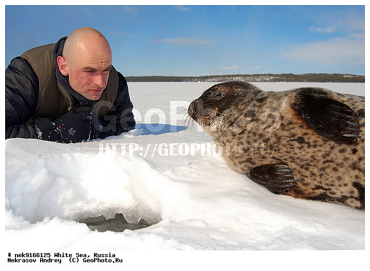 ICE diving, Phoca hispida, Schreber, ice-diving, icediving, �������, �����������, �����������, �����������, �����������, ����� ����, ����� ���� , ��������, ����������, ����������, ����������, ������������� �����, �������, ��������� �����, ����������, �������������, ������� �������������, ��������� ������, �����, ����������, ������������ ������, ��������� ���, ������� �����, ������, ������, ��������, �����������, ������������, �����, �����, �����, ����, ������, ������ �������������, ������, ������, �����, �������, ��������, ��������, ���������, ����, ���, �������, ����������, ����������, ������, �������, �������, �������, �������, ������, �����, ����, �������������, ����, ������� ��������, ������� �������������, �����, ������, ��������, ���, ���������, ���������, ���������, ���������, ���������, ���������, ���������, ���������, ��������� �������, ����������, ���������, ��������, �����������, �����������, �����, ������, ��������, ��������, ��������, ������, ����, �������, ������, ������, ������, ������� � ��������� ���, ������� � �������, ������� �������������, ������� �������������, ������� �����, XYZ, ��������� ������, Phocidae, ��������� �����, ��������� ������, �����, Pusa hispida, ������� �������������, ������� �������������, ������� �����, XYZ, ��������� ������, Phocidae, ��������� �����, ��������� ������, �����, Pusa hispida, �������� ����, ����������� ����, ����� ����, �����������, �����������, ����� ����