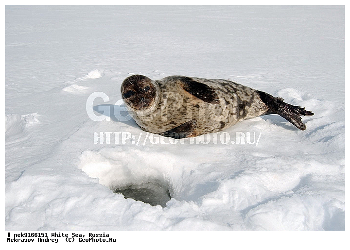 ICE diving, Phoca hispida, Schreber, ice-diving, icediving, �������, �����������, �����������, �����������, �����������, ����� ����, ����� ���� , ��������, ����������, ����������, ����������, ������������� �����, �������, ��������� �����, ����������, �������������, ������� �������������, ��������� ������, �����, ����������, ������������ ������, ��������� ���, ������� �����, ������, ������, ��������, �����������, ������������, �����, �����, �����, ����, ������, ������ �������������, ������, ������, �����, �������, ��������, ��������, ���������, ����, ���, �������, ����������, ����������, ������, �������, �������, �������, �������, ������, �����, ����, �������������, ����, ������� ��������, ������� �������������, �����, ������, ��������, ���, ���������, ���������, ���������, ���������, ���������, ���������, ���������, ���������, ��������� �������, ����������, ���������, ��������, �����������, �����������, �����, ������, ��������, ��������, ��������, ������, ����, �������, ������, ������, ������, ������� �������������, ������� �������������, ������� �����, XYZ, ��������� ������, Phocidae, ��������� �����, ��������� ������, �����, Pusa hispida, ������� �������������, ������� �������������, ������� �����, XYZ, ��������� ������, Phocidae, ��������� �����, ��������� ������, �����, Pusa hispida, �������� ����, ����������� ����, ����� ����, �����������, �����������, ����� ����