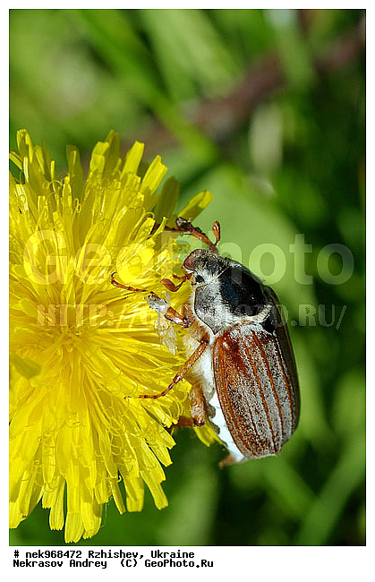 Ectognatha, Fabricius, Insecta, Insecta-Ectognatha, Melolontha, ������������, ��������, ���, ������� ����, ������� ���, ���������, ���������, ���������, ��������� �������������, ���������������, ������, �������, �����, �������������, ���������, �����, ����, �������, ������, �����, ����, �������, �������, �������, ��́����� ����, �����, �����, ��������, ���������, ���������, �� ������, ���������, ����, �������, �������, �������, ���������, ���������, ���������, ��������, ��������, ������, ��������������, ������������, �������, ����, �������, �������, �����, ����������, ����������, �����, ����, ������, ��������, ��������, ��������, �����, �����������, �����, ��������������, �������������, ��������������