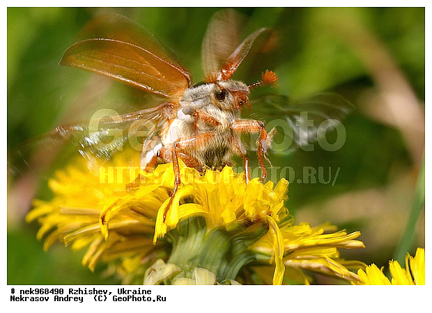 Ectognatha, Fabricius, Insecta, Insecta-Ectognatha, Melolontha, ������������, ��������, ���, ������� ����, ������� ���, ���������, ���������, ���������, ��������� �������������, ���������������, ������, �������, �����, �������������, ���������, �����, ����, �������, ������, �����, ����, �������, �������, �������, ��́����� ����, �����, �����, ��������, ���������, ���������, �� ������, ���������, ����, �������, �������, �������, ���������, ���������, ���������, ��������, ��������, ������, ��������������, ������������, �������, ����, �������, �������, �����, ����������, ����������, �����, ����, ������, ��������, ��������, ��������, �����, �����������, �����, ��������������, �������������, ��������������