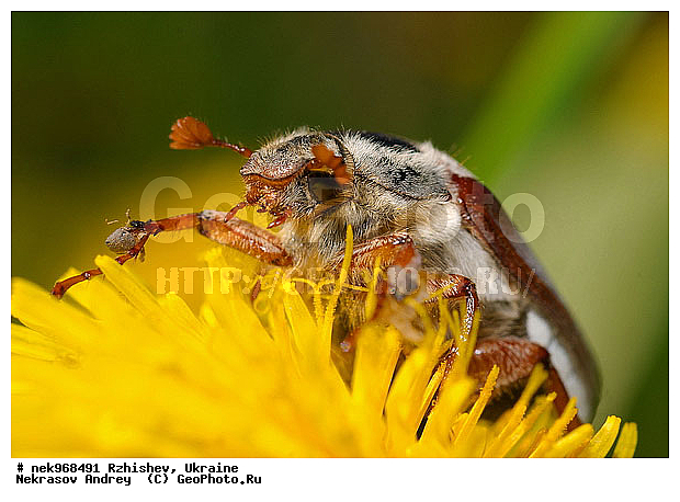 Ectognatha, Fabricius, Insecta, Insecta-Ectognatha, Melolontha, ������������, ��������, ���, ������� ����, ������� ���, ���������, ���������, ���������, ��������� �������������, ���������������, ������, �������, �����, �������������, ���������, �����, ����, �������, ������, �����, ����, �������, �������, �������, ��́����� ����, �����, �����, ��������, ���������, ���������, �� ������, ���������, ����, �������, �������, �������, ���������, ���������, ���������, ��������, ��������, ������, ��������������, ������������, �������, ����, �������, �������, �����, ����������, ����������, �����, ����, ������, ��������, ��������, ��������, �����, �����������, �����, ��������������, �������������, ��������������