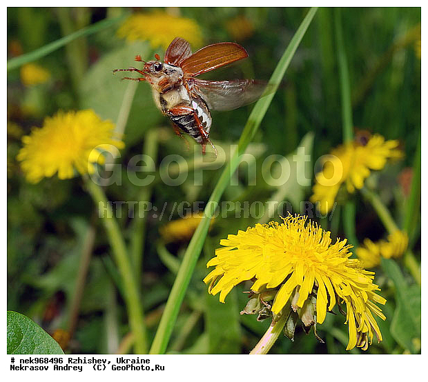 Ectognatha, Fabricius, Insecta, Insecta-Ectognatha, Melolontha, ������������, ��������, ���, ������� ����, ������� ���, ���������, ���������, ���������, ��������� �������������, ���������������, ������, �������, �����, �������������, ���������, �����, � ������, � �����, ����, �������, ������, �����, ������, ����, �������, �������, �������, ��́����� ����, �����, �����, ��������, ���������, ���������, �� ������, ���������, ����, �������, �������, �����, �������, ���������, ���������, ���������, ��������, ��������, ������, ��������������, ������������, �������, ����, �������, �������, �����, ����������, ����������, �����, ����, ������, ��������, ��������, ��������, �����, �����������, �����, ��������������, �������������, ��������������