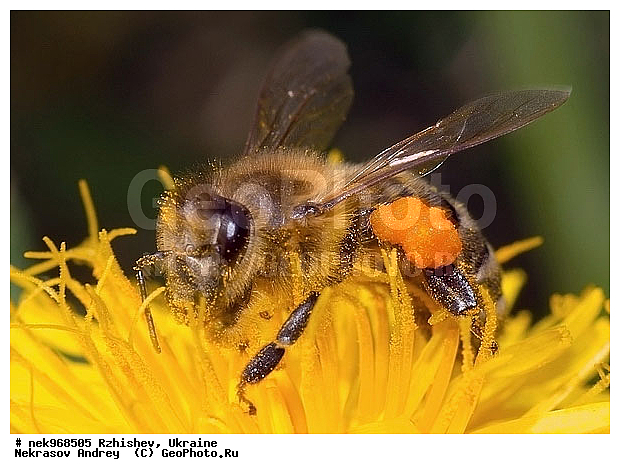 Apidae, Apoidea, Ectognatha, Insecta, Insecta-Ectognatha, Latreille, ��������, ���, ���������, ���������, ���������, ��������� �������������, �����������������, ������, �����������������, �������, �������������, ���������, �����, ����, �������, ������, �����, ����, �������, �������, �������, �����, �����, ��������, ���������, ���������, �� ������, ���������, ����, �������, �������, �����, �������, ���������, ���������, ���������, �����, ����, ��������, ��������, ������, ��������������, ������������, �������, ����, �������, �������, �����, ����������, ����������, �����, ������, ��������, ��������, ��������, �����, �����������, �����, ��������������, �������������, ��������������