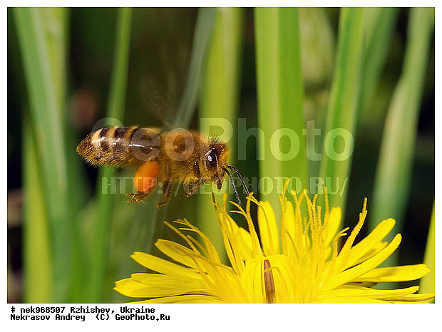Apidae, Apoidea, Ectognatha, Insecta, Insecta-Ectognatha, Latreille, ��������, ���, ���������, ���������, ���������, ��������� �������������, �����������������, ������, �����������������, �������, �������������, ���������, �����, ����, �������, ������, �����, ����, �������, �������, �������, �����, �����, ��������, ���������, ���������, �� ������, ���������, ����, �������, �������, �����, �������, ���������, ���������, ���������, �����, ����, ��������, ��������, ������, ��������������, ������������, �������, ����, �������, �������, �����, ����������, ����������, �����, ������, ��������, ��������, ��������, �����, �����������, �����, ��������������, �������������, ��������������