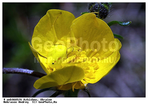 Ectognatha, Insecta, Insecta-Ectognatha, ��������, ���, ���������, ���������, ��������� �������������, ����-����, ������, �������, �������������, ���������, �����, ����, �������, ������, ������ ����, �����, ����, ����, �������, �������, �������, �����, �����, ��������, ���������, ���������, �� ������, ���������, ����, ����, �������, �������, �������, ���������, ���������, ���������, ��������, ��������, ������, ��������������, ������������, �������, ����, �������, �������, �����, ����������, ����������, �����, ������, ��������, ��������, ��������, �����, �����������, �����, ��������������, �������������, ��������������