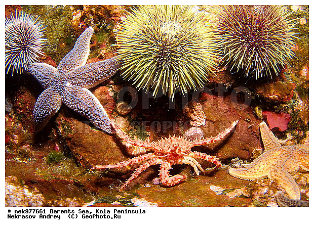 Asterias, Asterias rubens, Asteriidae, Echinoida, Euechinoidea, Forcipulatida, Leske, O. F. M�ller, Paralithodes camtschaticus, Strongylocentrotidae, Strongylocentrotus, Strongylocentrotus droebachiensis, �������, �������, �����������, �����������, �����������, �����������, ��������� ����, �������������, ������ ����, ���������� ����������� ����, ���������� ����, ����������� ������������, ��������, ��������, ����� ����, ����������, ����������, ����������, ������ �������������������, ������ ������� ��, ������ ������������������, ���������, ���������� ����, �������� ���������, ����������� ����-����������, ������� ��������, ������� ���, ������� �����, ��������� ���, ������������, ������, ������������������, �������������, �����������, ������, ��������������, ���, ����, ������, ������ �����, ������, ������, �����, �������������, ������, �������, ��, ���, ����� �������, ��������, ����� ����, ���������, ������, ������, �����������, ����������, ����������, ��������, ����������� ����, ����, �����, ������� ����������� ����, �������, ������� �����, ������� ������, ������� ��������, ������� �����, �������, ������� ��, ��������� ����, �����, ����������, ���������� ��� ����, ���, ���������, ��������� ����������, ���������, ���������, ���������, ��������� ����������, ���������, ��������� ���, ��������� �����, ��������, ��������, ��������, �����������, �����, ������, ��������, ��������, ��������, ������, �������� ����, ����������� ����