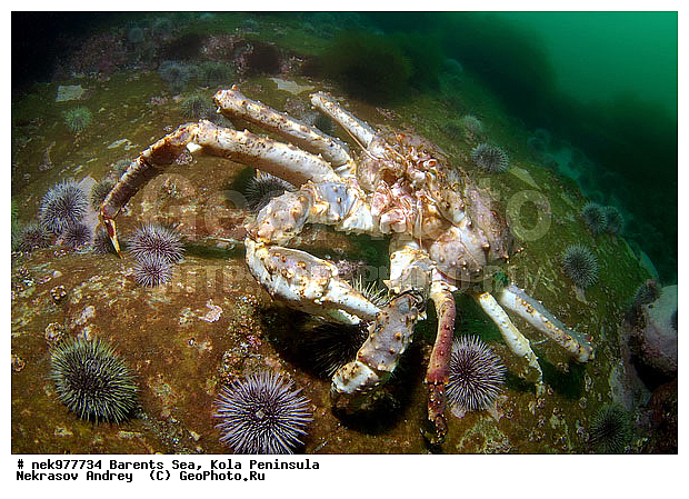 Paralithodes camtschaticus, �������, �������, �����������, �����������, �����������, �����������, ��������� ����, ������ ����, ���������� ����������� ����, ���������� ����, ����������� ������������, ��������, ����� ����, ����������, ����������, ����������, ���������� ����, �������� ���������, ����������� ����-����������, ��������� ���, ������������, ������, �������������, �����������, ������, ��������������, ���, ����, ������, ������ �����, ������, ������, �����, �������������, ������, �������, ����� �������, ��������, ����� ����, ���������, �����������, ����������, ����������, ��������, ����������� ����, ����, �����, ������� ����������� ����, ������� �����, ������� ��������, ������� �����, ��������� ����, �����, ����������, ���������� ��� ����, ���, ���������, ��������� ����������, ���������, ���������, ���������, ��������� ����������, ���������, ��������� ���, ��������� �����, ��������, ��������, �����������, �����, ������, ��������, ��������, ��������, ������, �������� ����, ����������� ����