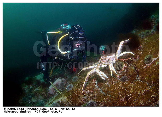 Paralithodes camtschaticus, �������, �������, �����������, �����������, �����������, �����������, ��������� ����, ������ ����, ���������� ����������� ����, ���������� ����, ����������� ������������, ��������, ����� ����, ����������, ����������, ����������, ���������� ����, �������� ���������, ����������� ����-����������, ��������� ���, ������������, ������, �������������, �����������, ������, ��������������, ���, ����, ������, ������ �����, ������, ������, �����, �������������, ������, �������, ����� �������, ��������, ����� ����, ���������, �����������, ����������, ����������, ��������, ����������� ����, ����, �����, ������� ����������� ����, ������� �����, ������� ��������, ������� �����, ��������� ����, �����, ����������, ���������� ��� ����, ���, ���������, ��������� ����������, ���������, ���������, ���������, ��������� ����������, ���������, ��������� ���, ��������� �����, ��������, ��������, �����������, �����, ������, ��������, ��������, ��������, ������, ������� � ��������� ���, ������� � �������, �������� ����, ����������� ����