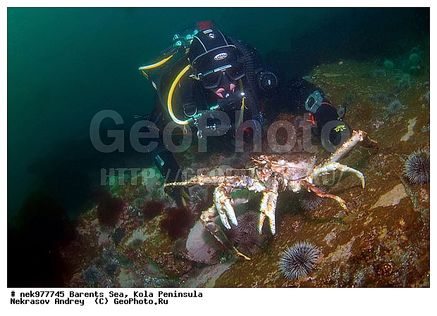 Paralithodes camtschaticus, �������, �������, �����������, �����������, �����������, �����������, ��������� ����, ������ ����, ���������� ����������� ����, ���������� ����, ����������� ������������, ��������, ����� ����, ����������, ����������, ����������, ���������� ����, �������� ���������, ����������� ����-����������, ��������� ���, ������������, ������, �������������, �����������, ������, ��������������, ���, ����, ������, ������ �����, ������, ������, �����, �������������, ������, �������, ����� �������, ��������, ����� ����, ���������, �����������, ����������, ����������, ��������, ����������� ����, ����, �����, ������� ����������� ����, ������� �����, ������� ��������, ������� �����, ��������� ����, �����, ����������, ���������� ��� ����, ���, ���������, ��������� ����������, ���������, ���������, ���������, ��������� ����������, ���������, ��������� ���, ��������� �����, ��������, ��������, �����������, �����, ������, ��������, ��������, ��������, ������, �������� ����, ����������� ����