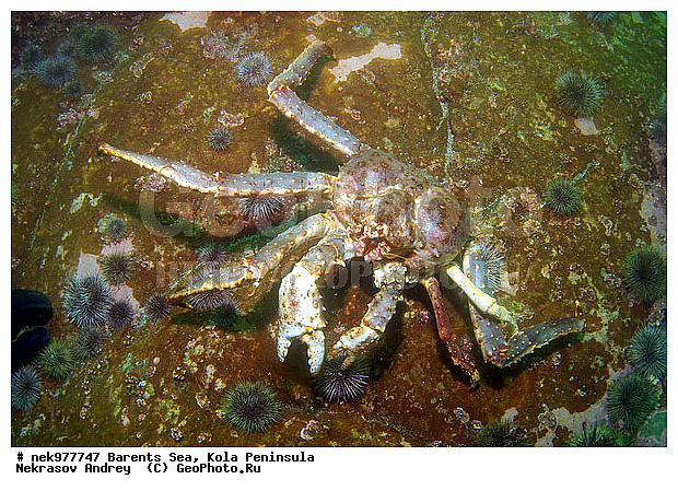 Paralithodes camtschaticus, �������, �������, �����������, �����������, �����������, �����������, ��������� ����, ������ ����, ���������� ����������� ����, ���������� ����, ����������� ������������, ��������, ����� ����, ����������, ����������, ����������, ���������� ����, �������� ���������, ����������� ����-����������, ��������� ���, ������������, ������, �������������, �����������, ������, ��������������, ���, ����, ������, ������ �����, ������, ������, �����, �������������, ������, �������, ����� �������, ��������, ����� ����, ���������, �����������, ����������, ����������, ��������, ����������� ����, ����, �����, ������� ����������� ����, ������� �����, ������� ��������, ������� �����, ��������� ����, �����, ����������, ���������� ��� ����, ���, ���������, ��������� ����������, ���������, ���������, ���������, ��������� ����������, ���������, ��������� ���, ��������� �����, ��������, ��������, �����������, �����, ������, ��������, ��������, ��������, ������, �������� ����, ����������� ����