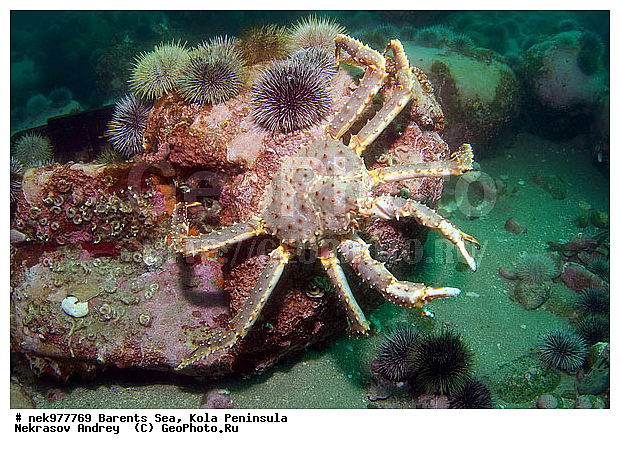 Echinoida, Euechinoidea, Leske, O. F. M�ller, Paralithodes camtschaticus, Strongylocentrotidae, Strongylocentrotus, Strongylocentrotus droebachiensis, �������, �������, �����������, �����������, �����������, �����������, ��������� ����, �������������, ������ ����, ���������� ����������� ����, ���������� ����, ����������� ������������, ��������, ��������, ����� ����, ����������, ����������, ����������, ������ �������������������, ������ ������� ��, ������ ������������������, ���������, ���������� ����, �������� ���������, ����������� ����-����������, ������� ���, ��������� ���, ������������, ������, ������������������, �������������, �����������, ������, ��������������, ���, ����, ������, ������ �����, ������, ������, �����, �������������, ������, �������, ��, ���, ����� �������, ��������, ����� ����, ���������, �����������, ����������, ����������, ��������, ����������� ����, ����, �����, ������� ����������� ����, ������� �����, ������� ��������, ������� �����, ������� ��, ��������� ����, �����, ����������, ���������� ��� ����, ���, ���������, ��������� ����������, ���������, ���������, ���������, ��������� ����������, ���������, ��������� ���, ��������� �����, ��������, ��������, �����������, �����, ������, ��������, ��������, ��������, ������, �������� ����, ����������� ����