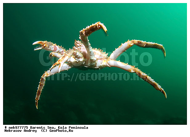 Paralithodes camtschaticus, �������, �������, �����������, �����������, �����������, �����������, ��������� ����, ������ ����, ���������� ����������� ����, ���������� ����, ����������� ������������, ��������, ����� ����, ����������, ����������, ����������, ���������� ����, �������� ���������, ����������� ����-����������, ��������� ���, ������������, ������, �������������, �����������, ������, ��������������, ���, ����, ������, ������ �����, ������, ������, �����, �������������, ������, �������, ����� �������, ��������, ����� ����, ���������, �����������, ����������, ����������, ��������, ����������� ����, ����, �����, ������� ����������� ����, ������� �����, ������� ��������, ������� �����, ��������� ����, �����, ����������, ���������� ��� ����, ���, ���������, ��������� ����������, ���������, ���������, ���������, ��������� ����������, ���������, ��������� ���, ��������� �����, ��������, ��������, ��������, �����������, �����, ������, ��������, ��������, ��������, ������, �������� ����, ����������� ����