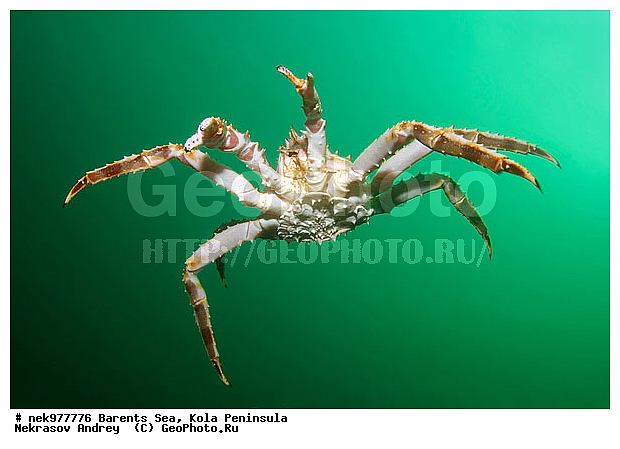 Paralithodes camtschaticus, �������, �������, �����������, �����������, �����������, �����������, ��������� ����, ������ ����, ���������� ����������� ����, ���������� ����, ����������� ������������, ��������, ����� ����, ����������, ����������, ����������, ���������� ����, �������� ���������, ����������� ����-����������, ��������� ���, ������������, ������, �������������, �����������, ������, ��������������, ���, ����, ������, ������ �����, ������, ������, �����, �������������, ������, �������, ����� �������, ��������, ����� ����, ���������, �����������, ����������, ����������, ��������, ����������� ����, ����, �����, ������� ����������� ����, ������� �����, ������� ��������, ������� �����, ��������� ����, �����, ����������, ���������� ��� ����, ���, ���������, ��������� ����������, ���������, ���������, ���������, ��������� ����������, ���������, ��������� ���, ��������� �����, ��������, ��������, �����������, �����, ������, ��������, ��������, ��������, ������, �������� ����, ����������� ����