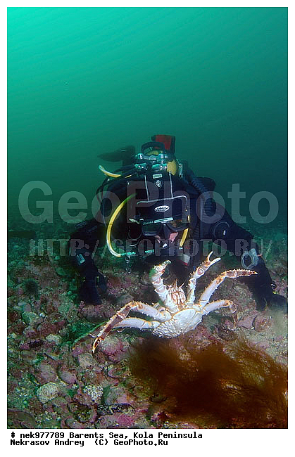 Paralithodes camtschaticus, �������, �������, �����������, �����������, �����������, �����������, ��������� ����, ������ ����, ���������� ����������� ����, ���������� ����, ����������� ������������, ��������, ����� ����, ����������, ����������, ����������, ���������� ����, �������� ���������, ����������� ����-����������, ��������� ���, ������������, ������, �������������, �����������, ������, ��������������, ���, ����, ������, ������ �����, ������, ������, �����, �������������, ������, �������, ����� �������, ��������, ����� ����, ���������, �����������, ����������, ����������, ��������, ����������� ����, ����, �����, ������� ����������� ����, ������� �����, ������� ��������, ������� �����, ��������� ����, �����, ����������, ���������� ��� ����, ���, ���������, ��������� ����������, ���������, ���������, ���������, ��������� ����������, ���������, ��������� ���, ��������� �����, ��������, ��������, �����������, �����, ������, ��������, ��������, ��������, ������, ������� � ��������� ���, ������� � �������, �������� ����, ����������� ����
