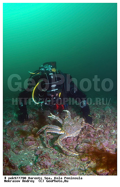 Paralithodes camtschaticus, �������, �������, �����������, �����������, �����������, �����������, ��������� ����, ������ ����, ���������� ����������� ����, ���������� ����, ����������� ������������, ��������, ����� ����, ����������, ����������, ����������, ���������� ����, �������� ���������, ����������� ����-����������, ��������� ���, ������������, ������, �������������, �����������, ������, ��������������, ���, ����, ������, ������ �����, ������, ������, �����, �������������, ������, �������, ����� �������, ��������, ����� ����, ���������, �����������, ����������, ����������, ��������, ����������� ����, ����, �����, ������� ����������� ����, ������� �����, ������� ��������, ������� �����, ��������� ����, �����, ����������, ���������� ��� ����, ���, ���������, ��������� ����������, ���������, ���������, ���������, ��������� ����������, ���������, ��������� ���, ��������� �����, ��������, ��������, �����������, �����, ������, ��������, ��������, ��������, ������, ������� � ��������� ���, ������� � �������, �������� ����, ����������� ����