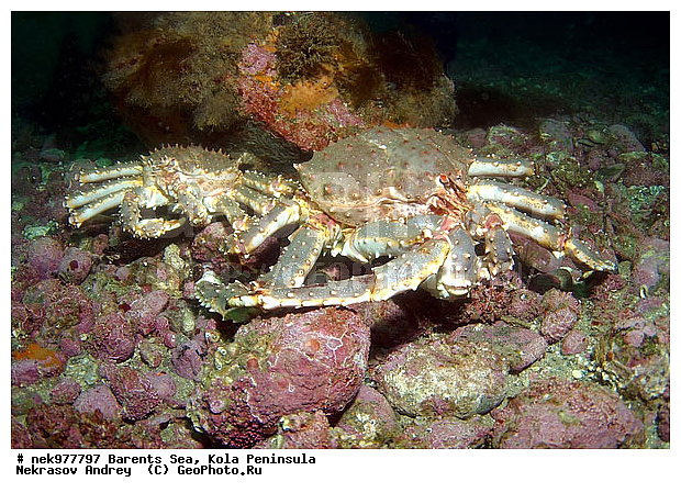 Echinoida, Euechinoidea, Leske, O. F. M�ller, Paralithodes camtschaticus, Strongylocentrotidae, Strongylocentrotus, Strongylocentrotus droebachiensis, �������, �������, �����������, �����������, �����������, �����������, ��������� ����, �������������, ������ ����, ���������� ����������� ����, ���������� ����, ����������� ������������, ��������, ��������, ����� ����, ����������, ����������, ����������, ���ё��� �������������������, ���ё��� ������� ё�, ���ё��� ������������������, ���������, ���������� ����, �������� ���������, ����������� ����-����������, ������� ���, ��������� ���, ������������, ������, ������������������, �������������, �����������, ������, ��������������, ������, ���, ������, ����, ������ �����, ������, ������, �����, �������������, ������, �������, ����, ��, ���, ����� �������, ��������, ����� ����, ���������, �����������, ����������, ����������, ��������, ����������� ����, ����, �����, ������� ����������� ����, ������� �����, ������� ��������, ������� �����, ������� ��, ��������� ����, �����, ����, ����������, ���������� ��� ����, ���, ���������, ��������� ����������, ���������, ���������, ���������, ��������� ����������, ���������, ��������� ���, ��������� �����, ��������, ��������, ��������, �����������, �����, ������, ��������, ��������, ��������, ������, �������� ����, ����������� ����