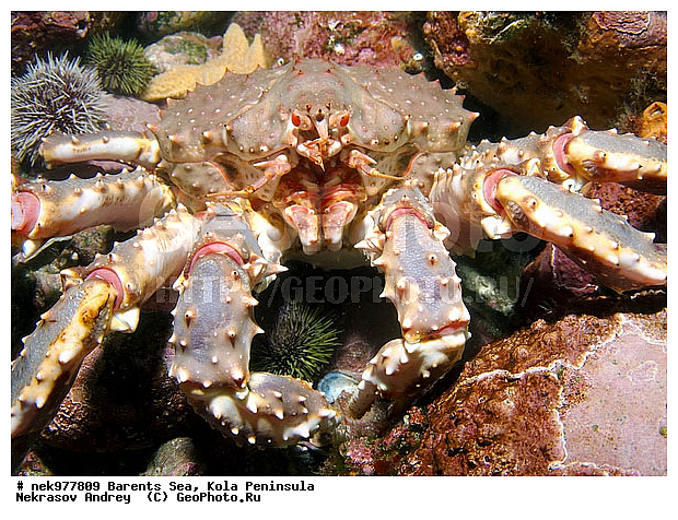 Paralithodes camtschaticus, �������, �������, �����������, �����������, �����������, �����������, ��������� ����, ������ ����, ���������� ����������� ����, ���������� ����, ����������� ������������, ��������, ����� ����, ����������, ����������, ����������, ���������� ����, �������� ���������, ����������� ����-����������, ��������� ���, ������������, ������, �������������, �����������, ������, ��������������, ���, ����, ������, ������ �����, ������, ������, �����, �������������, ������, �������, ����� �������, ��������, ����� ����, ���������, �����������, ����������, ����������, ��������, ����������� ����, ����, �����, ������� ����������� ����, ������� �����, ������� ��������, ������� �����, ��������� ����, �����, ����������, ���������� ��� ����, ���, ���������, ��������� ����������, ���������, ���������, ���������, ��������� ����������, ���������, ��������� ���, ��������� �����, ��������, ��������, �����������, �����, ������, ��������, ��������, ��������, ������, �������� ����, ����������� ����