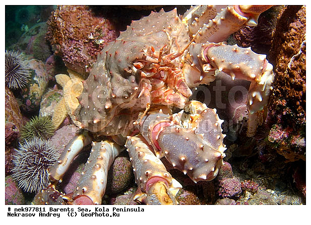 Paralithodes camtschaticus, �������, �������, �����������, �����������, �����������, �����������, ��������� ����, ������ ����, ���������� ����������� ����, ���������� ����, ����������� ������������, ��������, ����� ����, ����������, ����������, ����������, ���������� ����, �������� ���������, ����������� ����-����������, ��������� ���, ������������, ������, �������������, �����������, ������, ��������������, ���, ����, ������, ������ �����, ������, ������, �����, �������������, ������, �������, ����� �������, ��������, ����� ����, ���������, �����������, ����������, ����������, ��������, ����������� ����, ����, �����, ������� ����������� ����, ������� �����, ������� ��������, ������� �����, ��������� ����, �����, ����������, ���������� ��� ����, ���, ���������, ��������� ����������, ���������, ���������, ���������, ��������� ����������, ���������, ��������� ���, ��������� �����, ��������, ��������, �����������, �����, ������, ��������, ��������, ��������, ������, �������� ����, ����������� ����