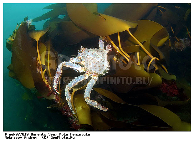 Paralithodes camtschaticus, �������, �������, �����������, �����������, �����������, �����������, ��������� ����, ������ ����, ���������� ����������� ����, ���������� ����, ����������� ������������, ��������, ����� ����, ����������, ����������, ����������, ���������� ����, �������� ���������, ����������� ����-����������, ��������� ���, ������������, ������, �������������, �����������, ������, ��������������, ���, ����, ������, ������ �����, ������, ������, �����, �������������, ������, �������, ����� �������, ��������, ����� ����, ���������, �����������, ����������, ����������, ��������, ����������� ����, ����, �����, ������� ����������� ����, ������� �����, ������� ��������, ������� �����, ��������� ����, �����, ����������, ���������� ��� ����, ���, ���������, ��������� ����������, ���������, ���������, ���������, ��������� ����������, ���������, ��������� ���, ��������� �����, ��������, ��������, �����������, �����, ������, ��������, ��������, ��������, ������, �������� ����, ����������� ����