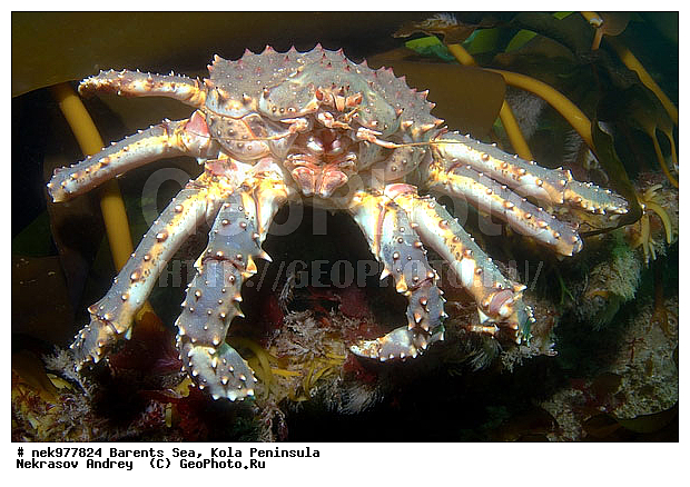 Paralithodes camtschaticus, �������, �������, �����������, �����������, �����������, �����������, ��������� ����, ������ ����, ���������� ����������� ����, ���������� ����, ����������� ������������, ��������, ����� ����, ����������, ����������, ����������, ���������� ����, �������� ���������, ����������� ����-����������, ��������� ���, ������������, ������, �������������, �����������, ������, ��������������, ���, ����, ������, ������ �����, ������, ������, �����, �������������, ������, �������, ����� �������, ��������, ����� ����, ���������, �����������, ����������, ����������, ��������, ����������� ����, ����, �����, ������� ����������� ����, ������� �����, ������� ��������, ������� �����, ��������� ����, �����, ����������, ���������� ��� ����, ���, ���������, ��������� ����������, ���������, ���������, ���������, ��������� ����������, ���������, ��������� ���, ��������� �����, ��������, ��������, �����������, �����, ������, ��������, ��������, ��������, ������, �������� ����, ����������� ����