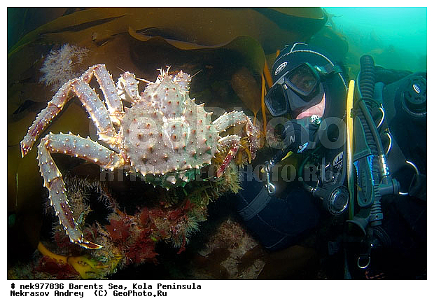 Paralithodes camtschaticus, �������, �������, �����������, �����������, �����������, �����������, ��������� ����, ������ ����, ���������� ����������� ����, ���������� ����, ����������� ������������, ��������, ����� ����, ����������, ����������, ����������, ���������� ����, �������� ���������, ����������� ����-����������, ��������� ���, ������������, ������, �������������, �����������, ������, ��������������, ���, ����, ������ �����, ������, ������, �����, �������������, ������, �������, ����� �������, ��������, ����� ����, ���������, �����������, ����������, ����������, ��������, ����������� ����, ����, �����, ������� ����������� ����, ������� �����, ������� ��������, ������� �����, ��������� ����, �����, ����������, ���������� ��� ����, ���, ���������, ��������� ����������, ���������, ���������, ���������, ��������� ����������, ���������, ��������� ���, ��������� �����, ��������, ��������, ��������, �����������, �����, ������, ��������, ��������, ��������, ������, ������� � ��������� ���, ������� � �������, �������� ����, ����������� ����