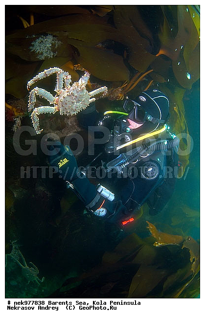 Paralithodes camtschaticus, �������, �������, �����������, �����������, �����������, �����������, ��������� ����, ������ ����, ���������� ����������� ����, ���������� ����, ����������� ������������, ��������, ����� ����, ����������, ����������, ����������, ���������� ����, �������� ���������, ����������� ����-����������, ��������� ���, ������������, ������, �������������, �����������, ������, ��������������, ���, ����, ������ �����, ������, ������, �����, �������������, ������, �������, ����� �������, ��������, ����� ����, ���������, �����������, ����������, ����������, ��������, ����������� ����, ����, �����, ������� ����������� ����, ������� �����, ������� ��������, ������� �����, ��������� ����, �����, ����������, ���������� ��� ����, ���, ���������, ��������� ����������, ���������, ���������, ���������, ��������� ����������, ���������, ��������� ���, ��������� �����, ��������, ��������, ��������, �����������, �����, ������, ��������, ��������, ��������, ������, ������� � ��������� ���, ������� � �������, �������� ����, ����������� ����