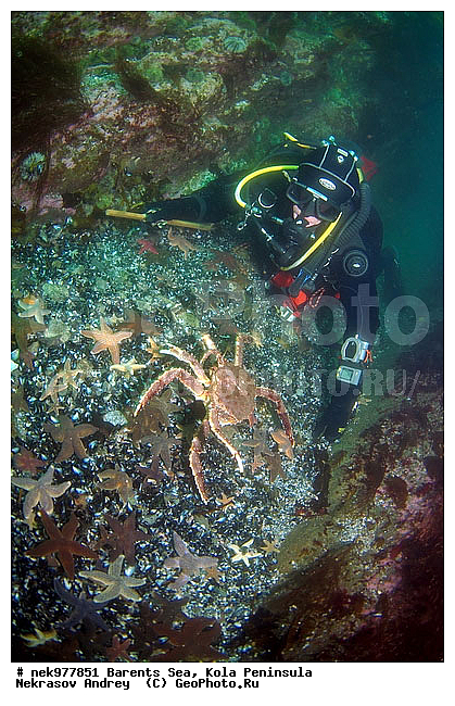 Asterias, Asterias rubens, Asteriidae, Forcipulatida, Paralithodes camtschaticus, �������, �������, �����������, �����������, �����������, �����������, ��������� ����, ������ ����, ���������� ����������� ����, ���������� ����, ����������� ������������, ��������, ����� ����, ����������, ����������, ����������, ���������, ���������� ����, �������� ���������, ����������� ����-����������, ������� ��������, ������� �����, ��������� ���, ������������, ������, �������������, �����������, ������, ��������������, ���, ����, ������, ������ �����, ������, ������, �����, �������������, ������, �������, ����� �������, ��������, ����� ����, ���������, ������, ������, �����������, ����������, ����������, ��������, ����������� ����, ����, �����, ������� ����������� ����, �������, ������� �����, ������� ������, ������� ��������, ������� �����, �������, ��������� ����, �����, ����������, ���������� ��� ����, ���, ���������, ��������� ����������, ���������, ���������, ���������, ��������� ����������, ���������, ��������� ���, ��������� �����, ��������, ��������, �����������, �����, ������, ��������, ��������, ��������, ������, ������� � ��������� ���, ������� � �������, �������� ����, ����������� ����