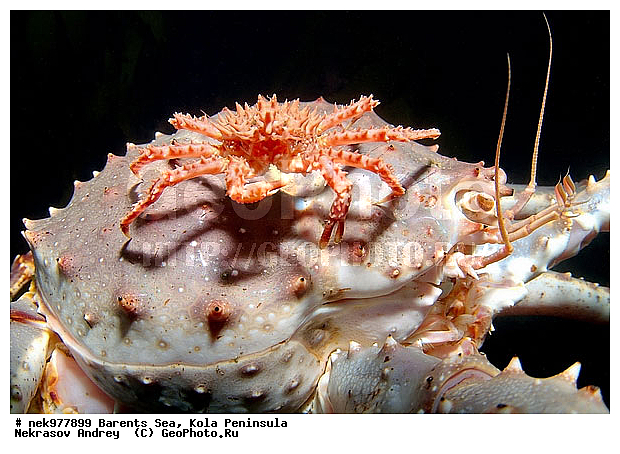 Paralithodes camtschaticus, �������, �������, �����������, �����������, �����������, �����������, ��������� ����, ������ ����, ���������� ����������� ����, ���������� ����, ����������� ������������, ��������, ����� ����, ����������, ����������, ����������, ���������� ����, �������� ���������, ����������� ����-����������, ��������� ���, ������������, ������, �������������, �����������, ������, ��������������, ������, ���, ������, ����, ������, ������ �����, ������, ������, �����, �������������, ������, �������, ����, ����� �������, ��������, ����� ����, ���������, �����������, ����������, ����������, ��������, ����������� ����, ����, �����, ������� ����������� ����, ������� �����, ������� ��������, ������� �����, ��������� ����, �����, ����, ����������, ���������� ��� ����, ���, ���������, ��������� ����������, ���������, ���������, ���������, ��������� ����������, ���������, ��������� ���, ��������� �����, ��������, ��������, �����������, �����, ������, ��������, ��������, ��������, ������, �������� ����, ����������� ����