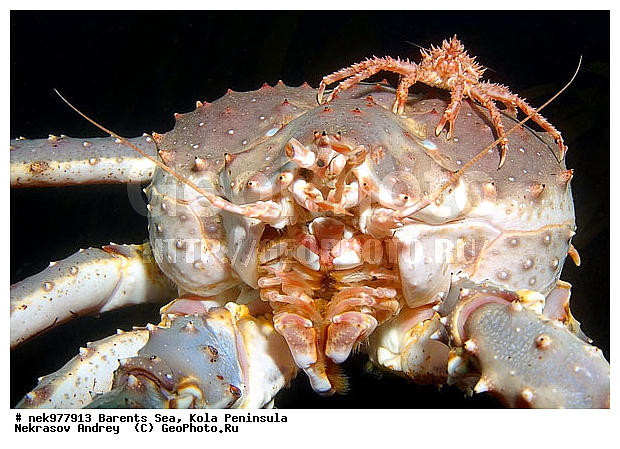 Paralithodes camtschaticus, �������, �������, �����������, �����������, �����������, �����������, ��������� ����, ������ ����, ���������� ����������� ����, ���������� ����, ����������� ������������, ��������, ����� ����, ����������, ����������, ����������, ���������� ����, �������� ���������, ����������� ����-����������, ��������� ���, ������������, ������, �������������, �����������, ������, ��������������, ������, ���, ������, ����, ������, ������ �����, ������, ������, �����, �������������, ������, �������, ����, ����� �������, ��������, ����� ����, ���������, �����������, ����������, ����������, ��������, ����������� ����, ����, �����, ������� ����������� ����, ������� �����, ������� ��������, ������� �����, ��������� ����, �����, ����, ����������, ���������� ��� ����, ���, ���������, ��������� ����������, ���������, ���������, ���������, ��������� ����������, ���������, ��������� ���, ��������� �����, ��������, ��������, �����������, �����, ������, ��������, ��������, ��������, ������, �������� ����, ����������� ����