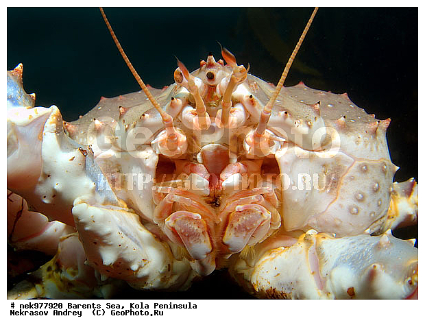 Paralithodes camtschaticus, �������, �������, �����������, �����������, �����������, �����������, ��������� ����, ������ ����, ���������� ����������� ����, ���������� ����, ����������� ������������, ��������, ����� ����, ����������, ����������, ����������, ���������� ����, �������� ���������, ����������� ����-����������, ��������� ���, ������������, ������, �������������, �����������, ������, ��������������, ���, ����, ������, ������ �����, ������, ������, �����, �������������, ������, �������, ����� �������, ��������, ����� ����, ���������, �����������, ����������, ����������, ��������, ����������� ����, ����, �����, ������� ����������� ����, ������� �����, ������� ��������, ������� �����, ��������� ����, �����, ����������, ���������� ��� ����, ���, ���������, ��������� ����������, ���������, ���������, ���������, ��������� ����������, ���������, ��������� ���, ��������� �����, ��������, ��������, �����������, �����, ������, ��������, ��������, ��������, ������, �������� ����, ����������� ����