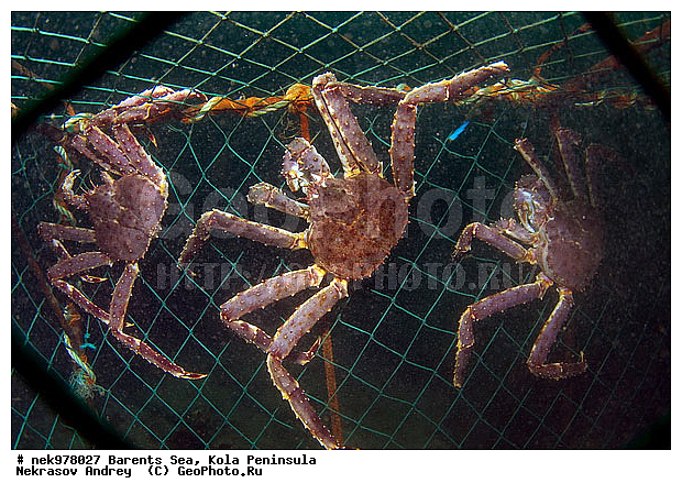 Paralithodes camtschaticus, �������, �������, �����������, �����������, �����������, �����������, ��������� ����, ������ ����, ���������� ����������� ����, ���������� ����, ����������� ������������, ��������, ����� ����, ����������, ����������, ����������, ���������� ����, �������� ���������, ����������� ����-����������, ��������� ���, ������������, ������, �������������, �����������, ������, ��������������, ���, ����, ������ �����, ������, ������, �����, �������������, ������, �������, ������, ����� �������, ��������, ����� ����, ���������, �����������, ����������, ����������, ��������, ����������� ����, ����, �����, �����, ������� ����������� ����, ���, �����, �������, ������� �����, ������� ��������, ������� �����, ��������� ����, �����, ����������, ���������� ��� ����, ���, ���������, ��������� ����������, ���������, ���������, ���������, ��������� ����������, ���������, ��������� ���, ��������� �����, ��������, ��������, ��������, ��������, �����������, �����, ������, ��������, ��������, ��������, ������, ����, ����, �������� ����, ����������� ����