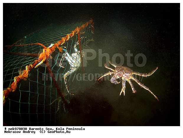 Paralithodes camtschaticus, �������, �������, �����������, �����������, �����������, �����������, ��������� ����, ������ ����, ���������� ����������� ����, ���������� ����, ����������� ������������, ��������, ����� ����, ����������, ����������, ����������, ���������� ����, �������� ���������, ����������� ����-����������, ��������� ���, ������������, ������, �������������, �����������, ������, ��������������, ������, ���, ������, ����, ������ �����, ������, ������, �����, �������������, ������, �������, ����, ������, ����� �������, ��������, ����� ����, ���������, �����������, ����������, ����������, ��������, ����������� ����, ����, �����, �����, ������� ����������� ����, ���, �����, �������, ������� �����, ������� ��������, ������� �����, ��������� ����, �����, ����, ����������, ���������� ��� ����, ���, ���������, ��������� ����������, ���������, ���������, ���������, ��������� ����������, ���������, ��������� ���, ��������� �����, ��������, ��������, ��������, ��������, �����������, �����, ������, ��������, ��������, ��������, ������, ����, ����, �������� ����, ����������� ����