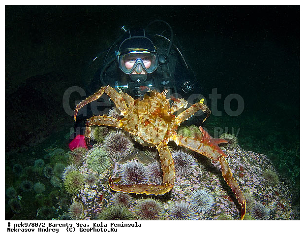 Echinoida, Euechinoidea, Leske, O. F. M�ller, Paralithodes camtschaticus, Strongylocentrotidae, Strongylocentrotus, Strongylocentrotus droebachiensis, �������, �������, �����������, �����������, �����������, �����������, ��������� ����, �������������, ������ ����, ���������� ����������� ����, ���������� ����, ����������� ������������, ��������, ��������, ����� ����, ����������, ����������, ����������, ���ё��� �������������������, ���ё��� ������� ё�, ���ё��� ������������������, ���������, ���������� ����, �������� ���������, ����������� ����-����������, ������� ���, ��������� ���, ������������, ������, ������������������, �������������, �����������, ������, ��������������, ���, ����, ������, ������ �����, ������, ������, �����, �������������, ������, �������, ��, ���, ����� �������, ��������, ����� ����, ���������, �����������, ����������, ����������, ��������, ����������� ����, ����, �����, ������� ����������� ����, ������� �����, ������� ��������, ������� �����, ������� ��, ��������� ����, �����, ����������, ���������� ��� ����, ���, ���������, ��������� ����������, ���������, ���������, ���������, ��������� ����������, ���������, ��������� ���, ��������� �����, ��������, ��������, �����������, �����, ������, ��������, ��������, ��������, ������, ������� � ��������� ���, ������� � �������, �������� ����, ����������� ����